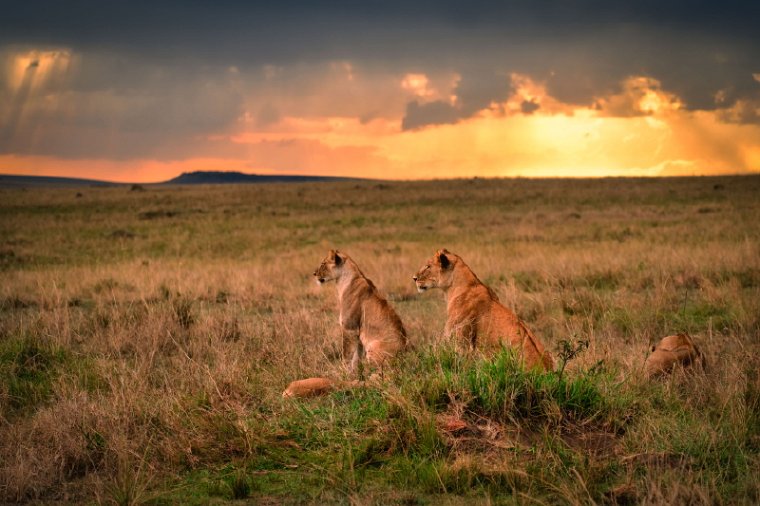 031 Masai Mara.jpg